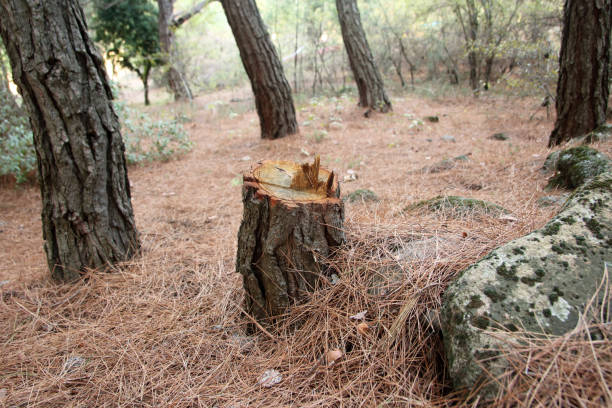 Yonkers, NY Tree Care Company